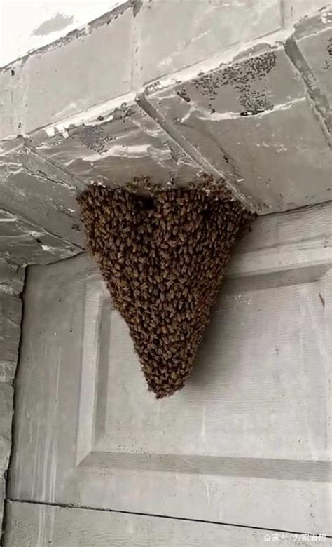 蜜蜂在家门口筑巢 房子樓梯位置